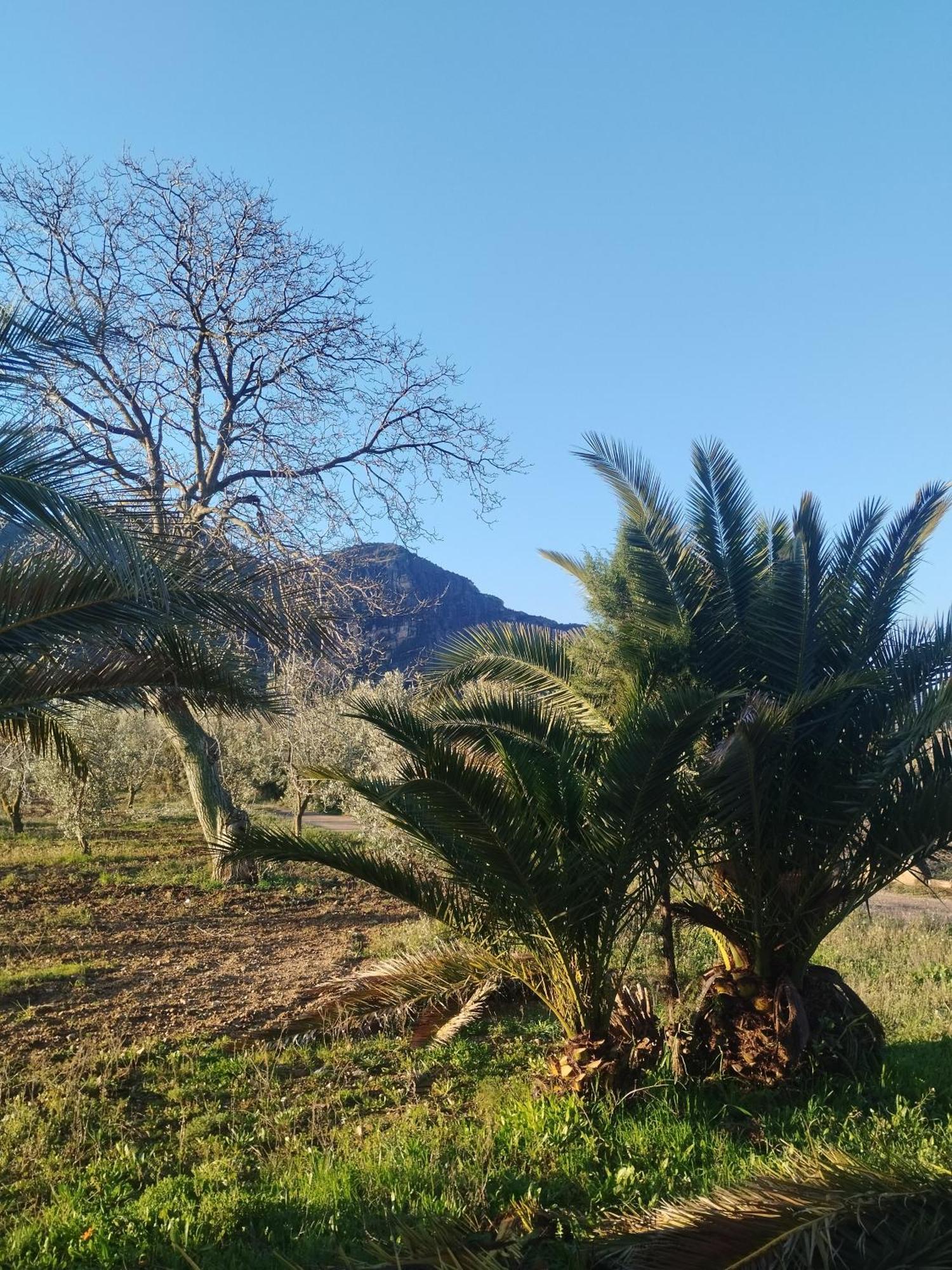 Апартаменти Mas De Manresa Орта-да-Сан-Джоан Екстер'єр фото